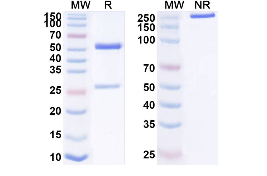 SDS-PAGE - Anti-CD19 Antibody [HB12B] - BSA and Azide free (A344129) - Antibodies.com