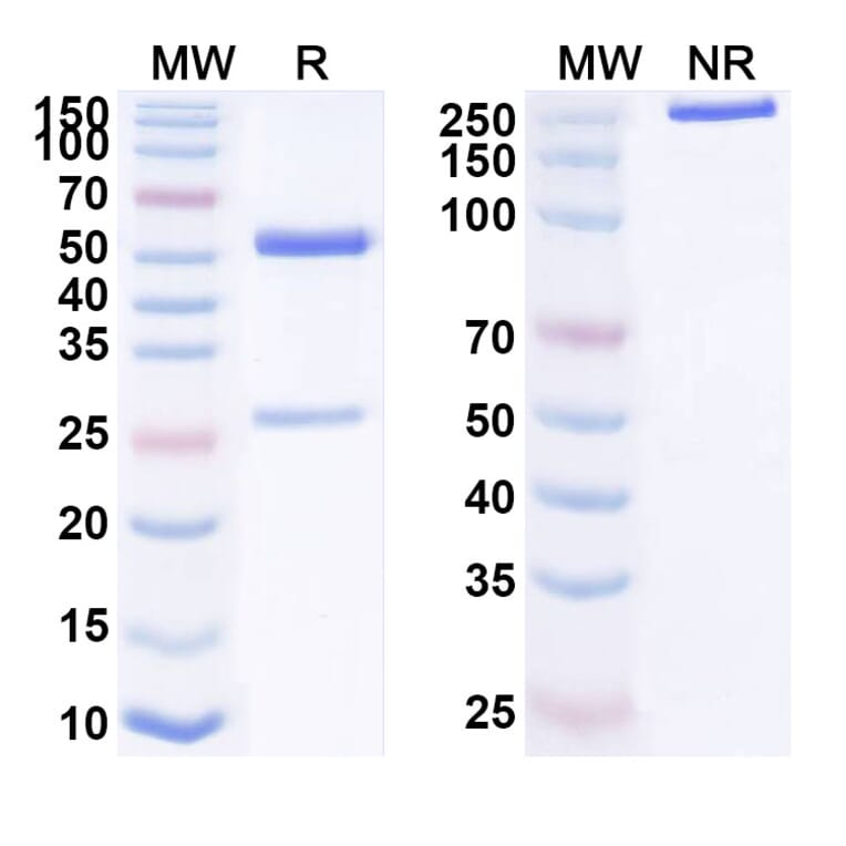 SDS-PAGE - Anti-CD19 Antibody [HB12B] - BSA and Azide free (A344129) - Antibodies.com