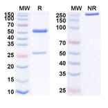 SDS-PAGE - Anti-CD19 Antibody [HB12B] - BSA and Azide free (A344129) - Antibodies.com