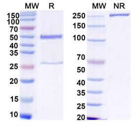 SDS-PAGE - Human IgG1 Isotype Control [13R4] - BSA and Azide free (A344130) - Antibodies.com