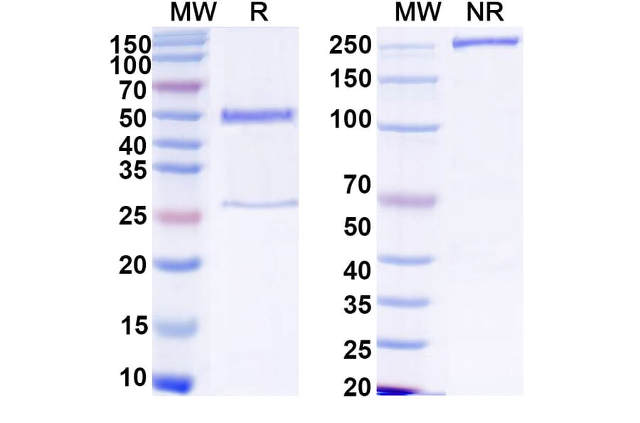 SDS-PAGE - Human IgG1 Isotype Control [13R4] - BSA and Azide free (A344130) - Antibodies.com