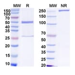 SDS-PAGE - Human IgG1 Isotype Control [13R4] - BSA and Azide free (A344130) - Antibodies.com