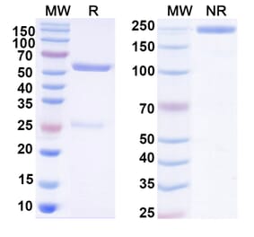 SDS-PAGE - Human IgG1 Isotype Control [HyHEL-10] - BSA and Azide free (A344131) - Antibodies.com