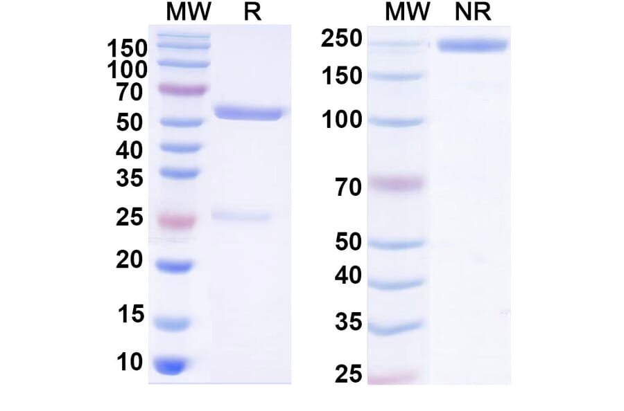 SDS-PAGE - Human IgG1 Isotype Control [HyHEL-10] - BSA and Azide free (A344131) - Antibodies.com