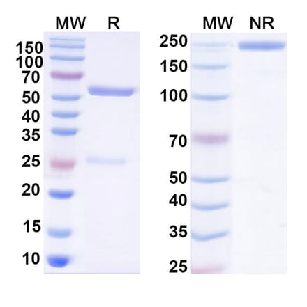 SDS-PAGE - Human IgG1 Isotype Control [HyHEL-10] - BSA and Azide free (A344131) - Antibodies.com