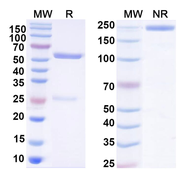 SDS-PAGE - Human IgG1 Isotype Control [HyHEL-10] - BSA and Azide free (A344131) - Antibodies.com