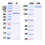 SDS-PAGE - Human IgG1 Isotype Control [HyHEL-10] - BSA and Azide free (A344131) - Antibodies.com