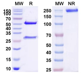 SDS-PAGE - Anti-G-CSFR Antibody [SAA0042] - BSA and Azide free (A344133) - Antibodies.com