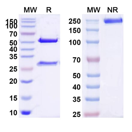 SDS-PAGE - Anti-G-CSFR Antibody [SAA0042] - BSA and Azide free (A344133) - Antibodies.com