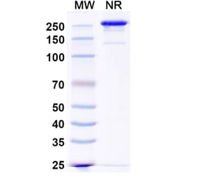 SDS-PAGE - Anti-CD200 Antibody [OX-104] - BSA and Azide free (A344139) - Antibodies.com