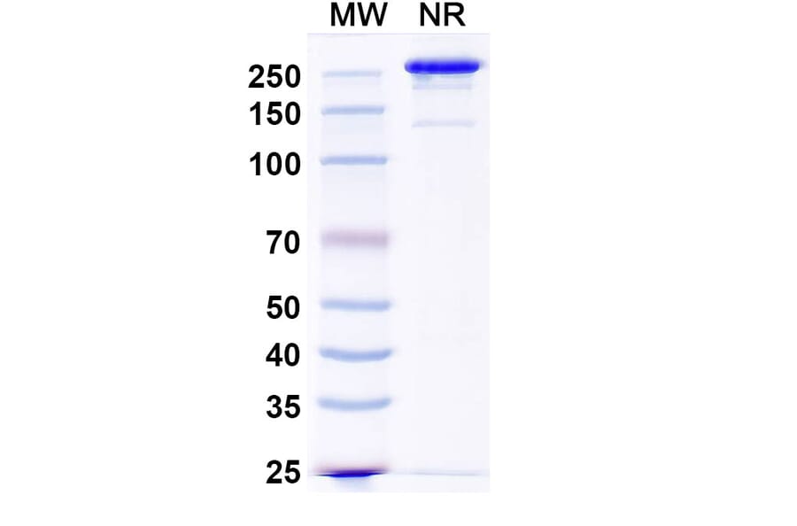 SDS-PAGE - Anti-CD200 Antibody [OX-104] - BSA and Azide free (A344139) - Antibodies.com