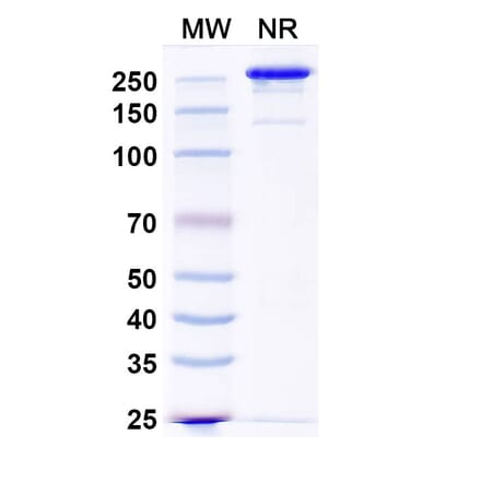 SDS-PAGE - Anti-CD200 Antibody [OX-104] - BSA and Azide free (A344139) - Antibodies.com