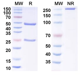 SDS-PAGE - Anti-Tau Antibody [DC8E8] - BSA and Azide free (A344145) - Antibodies.com