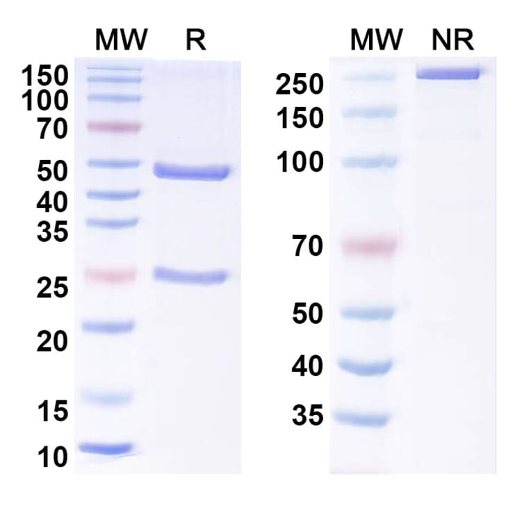 SDS-PAGE - Anti-Tau Antibody [DC8E8] - BSA and Azide free (A344145) - Antibodies.com