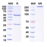 SDS-PAGE - Anti-Tau Antibody [DC8E8] - BSA and Azide free (A344145) - Antibodies.com