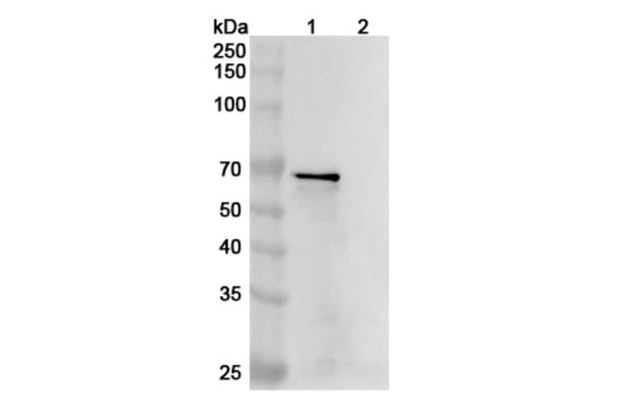 Western Blot - Anti-Tau Antibody [DC8E8] - BSA and Azide free (A344145) - Antibodies.com
