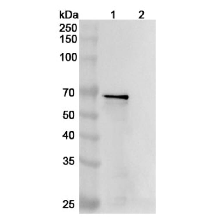 Western Blot - Anti-Tau Antibody [DC8E8] - BSA and Azide free (A344145) - Antibodies.com