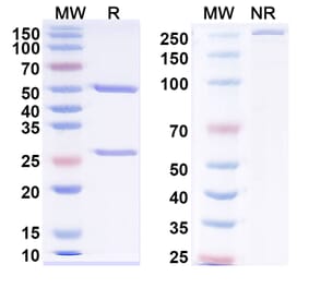 SDS-PAGE - Anti-Neuropeptide Y Antibody [5E12#] - BSA and Azide free (A344146) - Antibodies.com