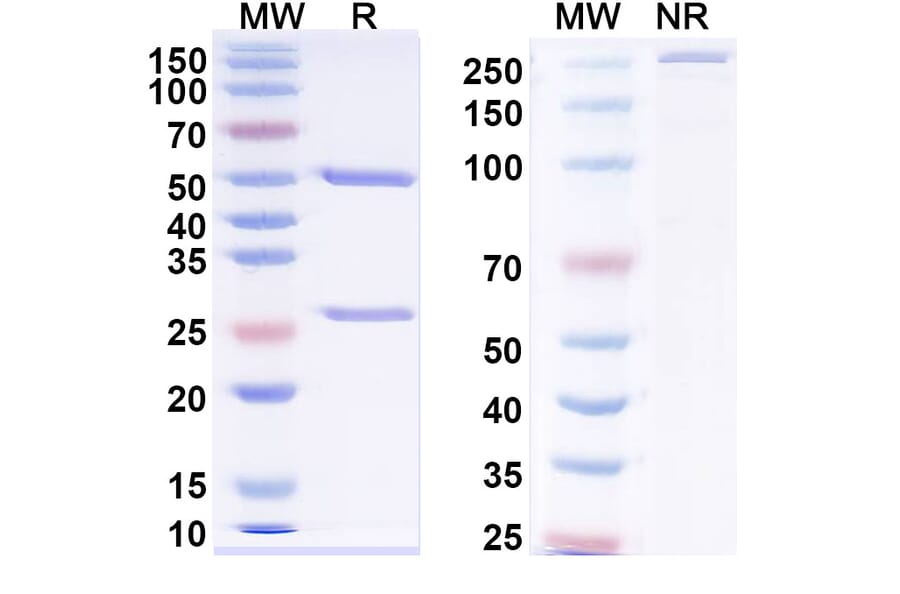 SDS-PAGE - Anti-Neuropeptide Y Antibody [5E12#] - BSA and Azide free (A344146) - Antibodies.com