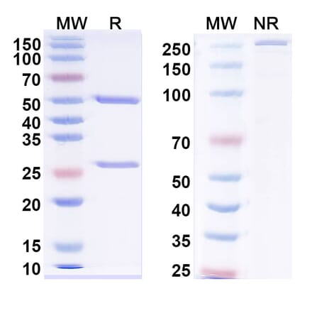 SDS-PAGE - Anti-Neuropeptide Y Antibody [5E12#] - BSA and Azide free (A344146) - Antibodies.com