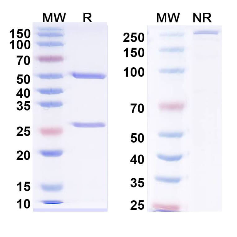 SDS-PAGE - Anti-Neuropeptide Y Antibody [5E12#] - BSA and Azide free (A344146) - Antibodies.com
