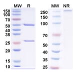 SDS-PAGE - Anti-Neuropeptide Y Antibody [5E12#] - BSA and Azide free (A344146) - Antibodies.com