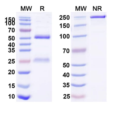 SDS-PAGE - Anti-Biotin Antibody [SAA0349] - BSA and Azide free (A344147) - Antibodies.com