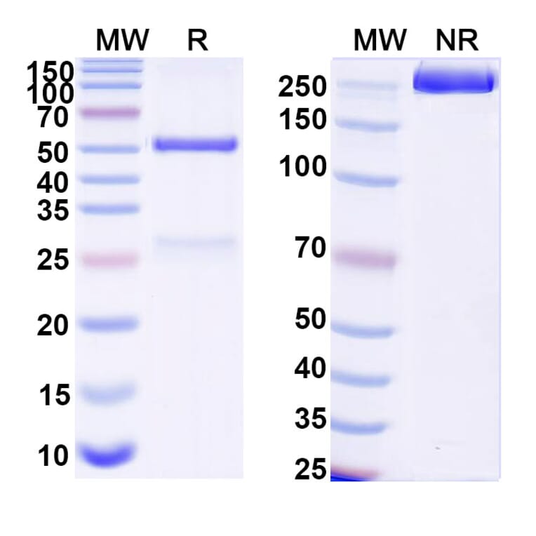 SDS-PAGE - Anti-RBP2b Antibody [SAA2534] - BSA and Azide free (A344149) - Antibodies.com