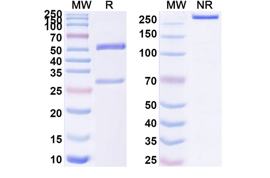 SDS-PAGE - Anti-FedF Antibody [Research Grade] [F9] - BSA and Azide free (A344150) - Antibodies.com