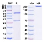 SDS-PAGE - Anti-FedF Antibody [Research Grade] [F9] - BSA and Azide free (A344150) - Antibodies.com