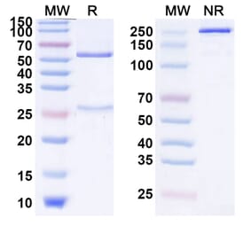 SDS-PAGE - Anti-alpha 1 Antitrypsin Antibody [SAA2228] - BSA and Azide free (A344153) - Antibodies.com