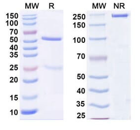 SDS-PAGE - Anti-CD13 Antibody [2L8] - BSA and Azide free (A344155) - Antibodies.com