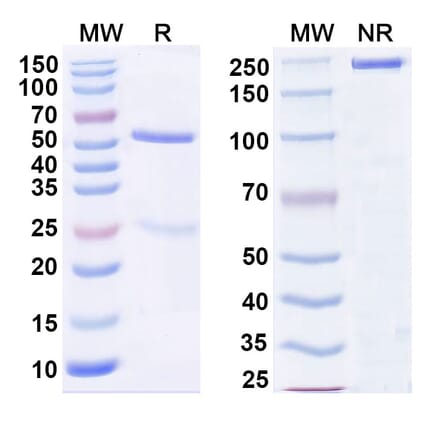 SDS-PAGE - Anti-CD13 Antibody [2L8] - BSA and Azide free (A344155) - Antibodies.com