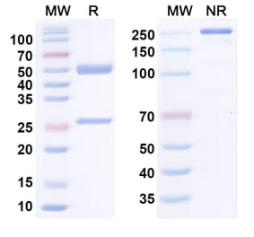 SDS-PAGE - Anti-HGF Antibody [SFN68] - BSA and Azide free (A344157) - Antibodies.com