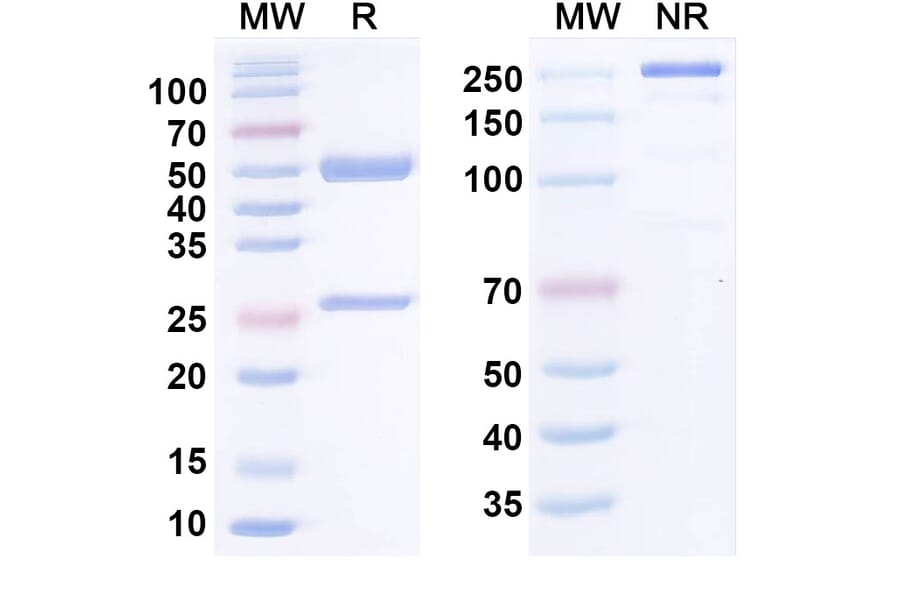 SDS-PAGE - Anti-HGF Antibody [SFN68] - BSA and Azide free (A344157) - Antibodies.com