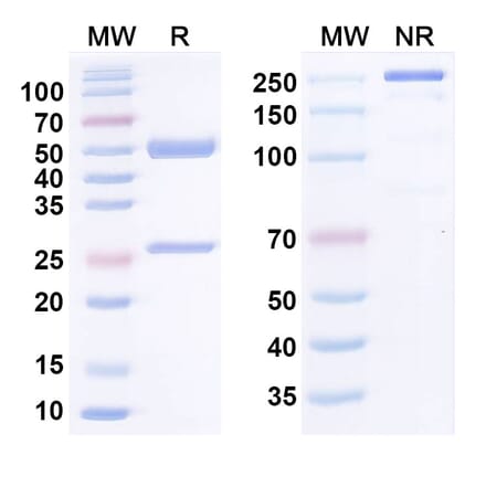 SDS-PAGE - Anti-HGF Antibody [SFN68] - BSA and Azide free (A344157) - Antibodies.com