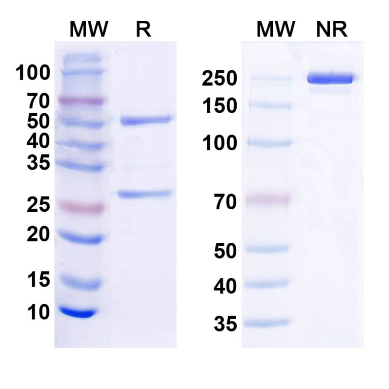 SDS-PAGE - Anti-TREM2 Antibody [Research Grade] [EOS006215] - BSA and Azide free (A344159) - Antibodies.com