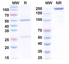 SDS-PAGE - Anti-BMP9 Antibody [Research Grade] [Iv0060] - BSA and Azide free (A344160) - Antibodies.com