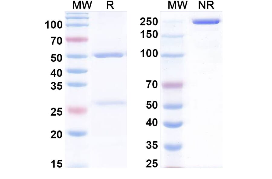 SDS-PAGE - Anti-BMP9 Antibody [Research Grade] [Iv0060] - BSA and Azide free (A344160) - Antibodies.com