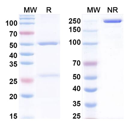 SDS-PAGE - Anti-BMP9 Antibody [Research Grade] [Iv0060] - BSA and Azide free (A344160) - Antibodies.com