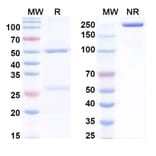 SDS-PAGE - Anti-BMP9 Antibody [Research Grade] [Iv0060] - BSA and Azide free (A344160) - Antibodies.com