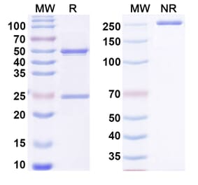 SDS-PAGE - Anti-NGF Antibody [MEDI578] - BSA and Azide free (A344162) - Antibodies.com