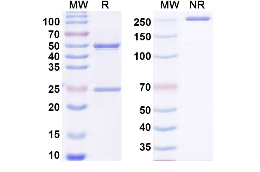 SDS-PAGE - Anti-NGF Antibody [MEDI578] - BSA and Azide free (A344162) - Antibodies.com