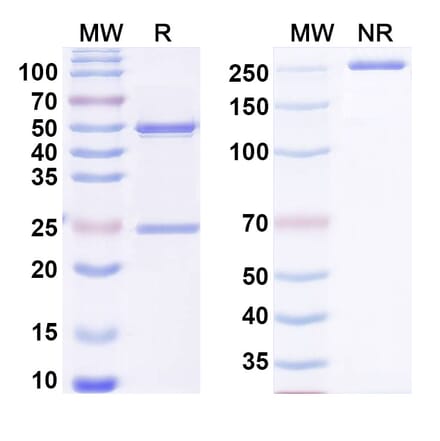 SDS-PAGE - Anti-NGF Antibody [MEDI578] - BSA and Azide free (A344162) - Antibodies.com
