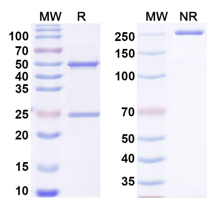 SDS-PAGE - Anti-NGF Antibody [MEDI578] - BSA and Azide free (A344162) - Antibodies.com