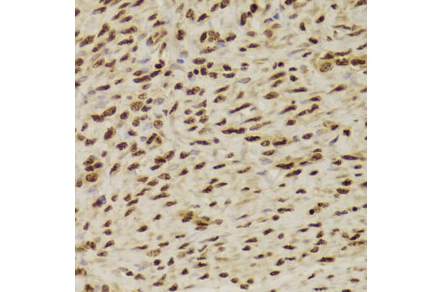 Immunohistochemistry - ANP32A Antibody from Signalway Antibody (33030) - Antibodies.com