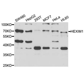 Western blot - HEXIM1 Antibody from Signalway Antibody (33037) - Antibodies.com
