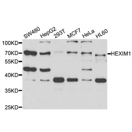 Western blot - HEXIM1 Antibody from Signalway Antibody (33037) - Antibodies.com