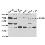 Western blot - HEXIM1 Antibody from Signalway Antibody (33037) - Antibodies.com