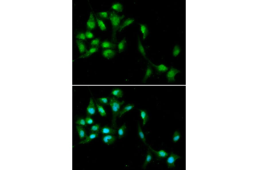 Immunofluorescence - HEXIM1 Antibody from Signalway Antibody (33037) - Antibodies.com
